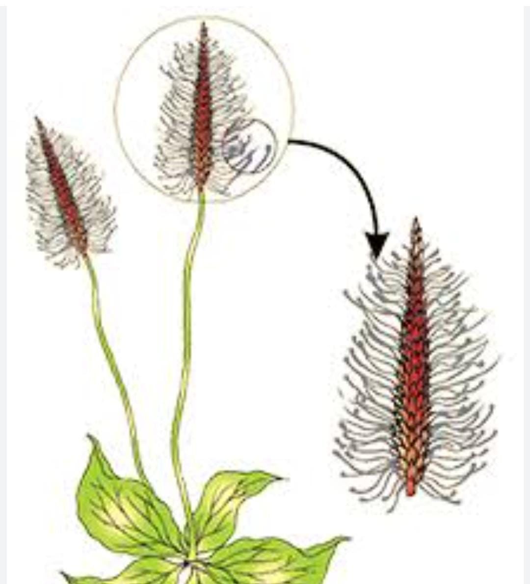Sexual Reproduction in Flowering Plants Chapter Notes | Biology Class 12 - NEET