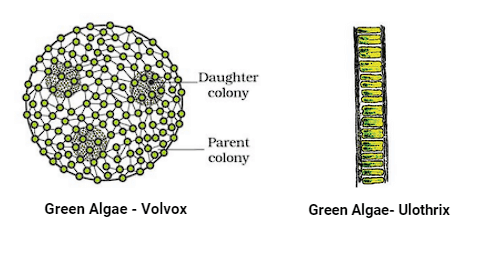 Important Diagrams: Plant Kingdom | Biology Class 11 - NEET