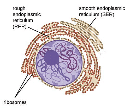 Cell - Notes, Biology | General Awareness - Bank Exams