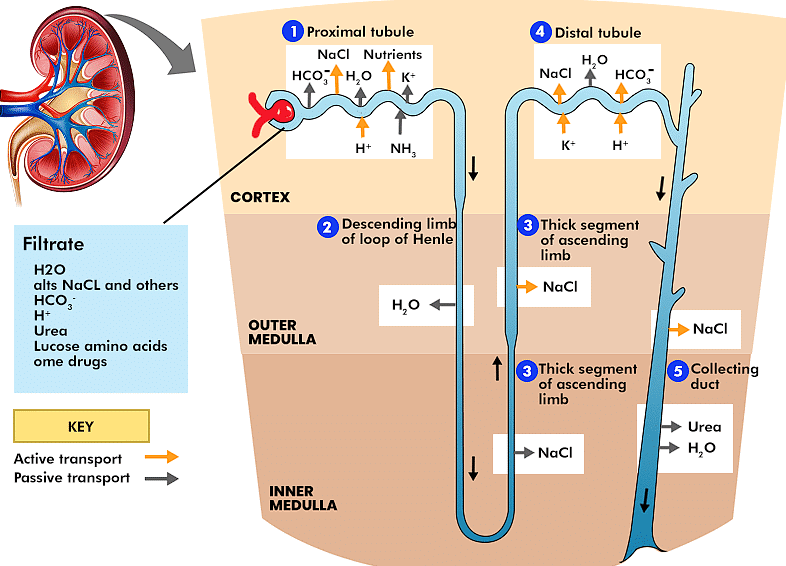 Mechanism of Urine Formation & Concentration of Filterate | Biology Class 11 - NEET