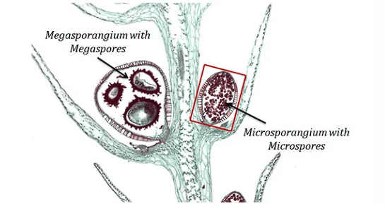 Gymnosperms | Biology Class 11 - NEET
