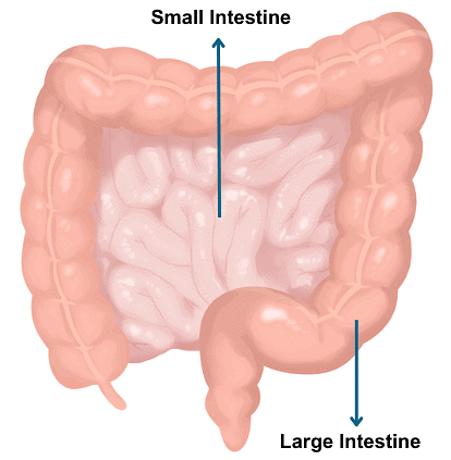 Intestines