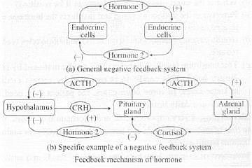 NCERT Exemplars: Chemical Coordination & Integration | Biology Class 11 - NEET