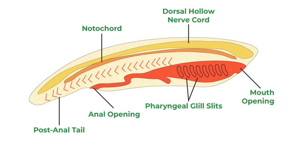 Phylum Chordates