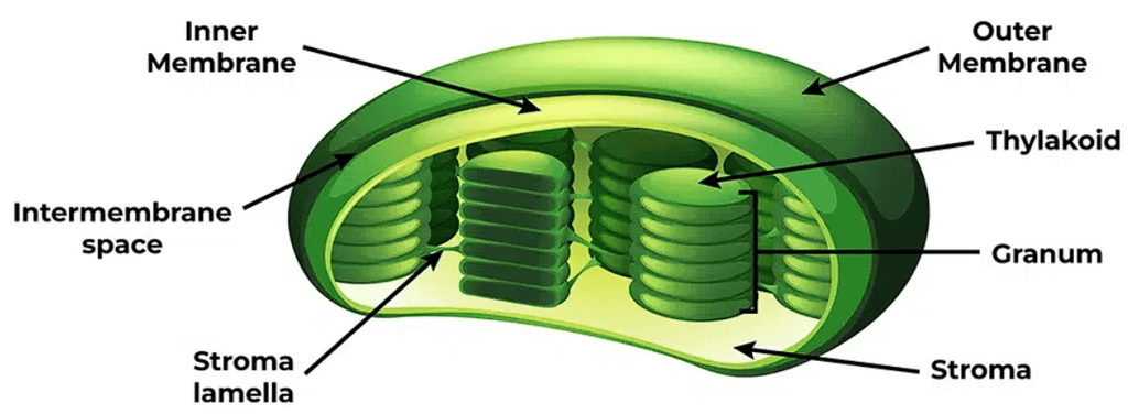 Chloroplast
