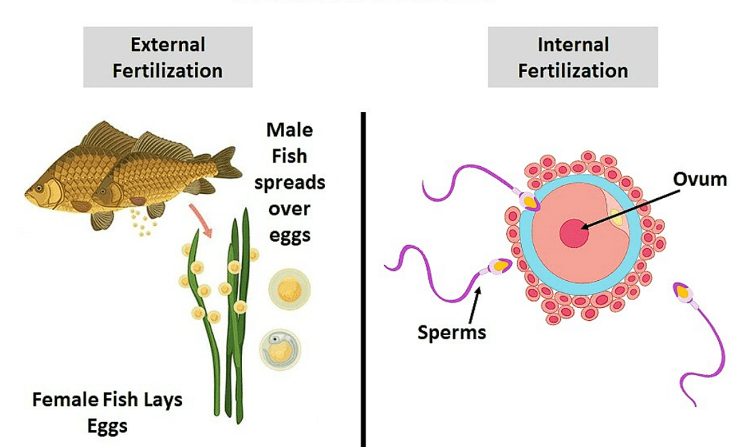 Types of Fertilization
