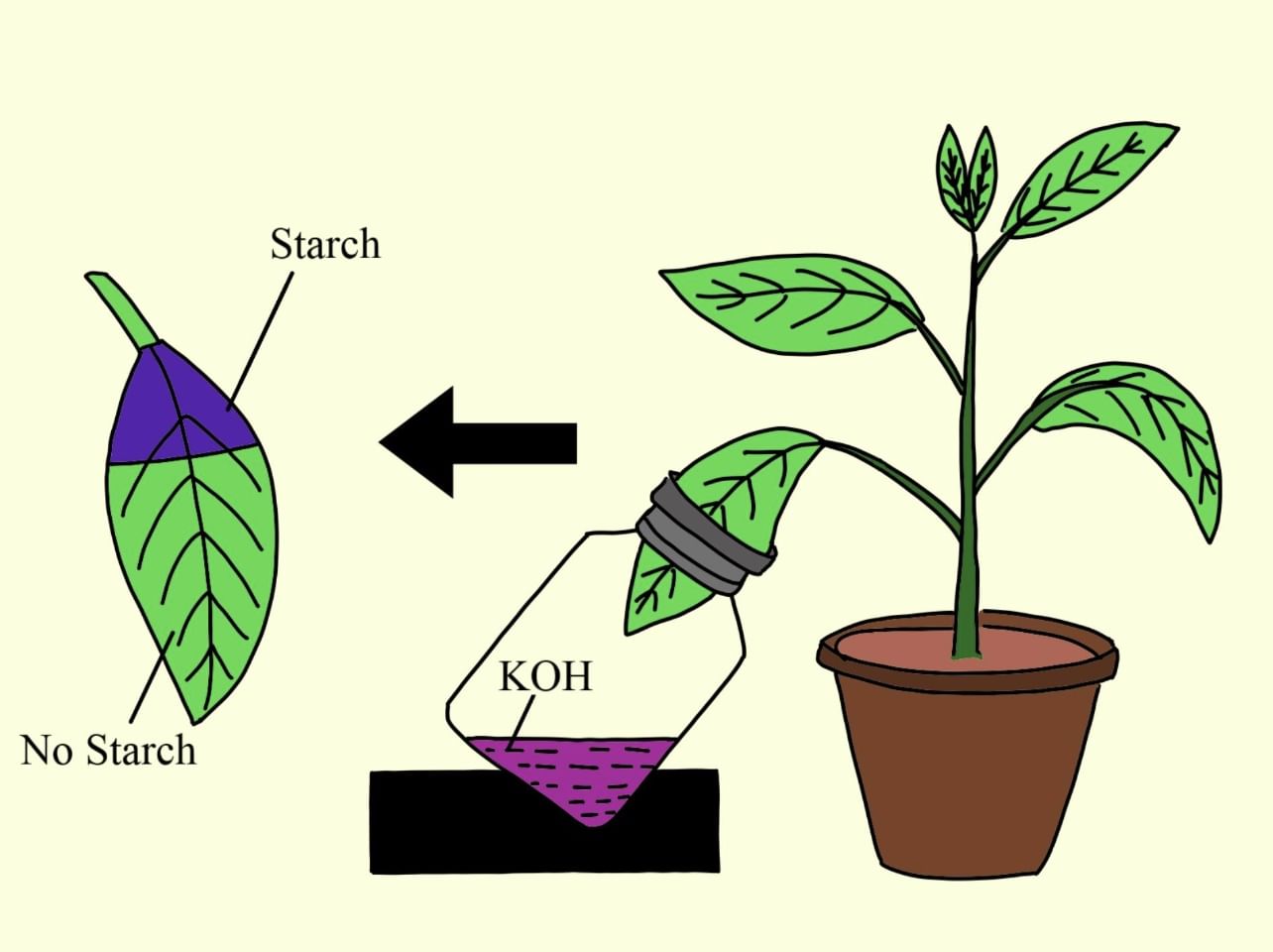 Nutrition in Plants Class 7 Notes Science Chapter 1