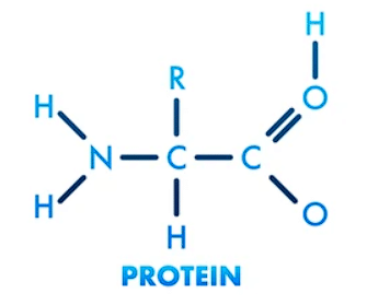 Protein and Structure of Protein | Biology Class 11 - NEET