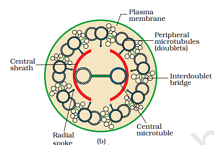 Cytoskeleton and Nucleus | Biology Class 11 - NEET