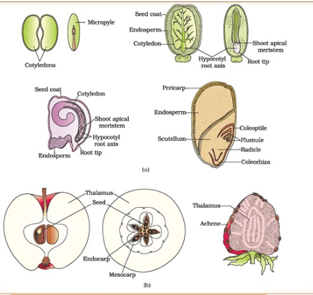 Sexual Reproduction in Flowering Plants Chapter Notes | Biology Class 12 - NEET