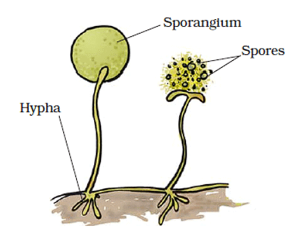 Class 7 Science Chapter 8 Question Answers - Reproduction in Plants