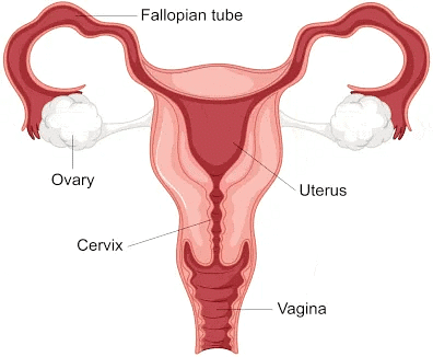 Female Reproductive System
