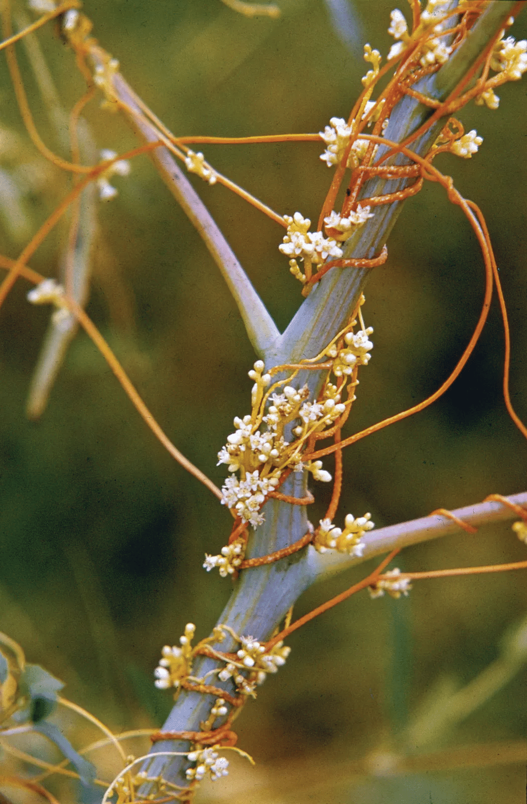 Dodder