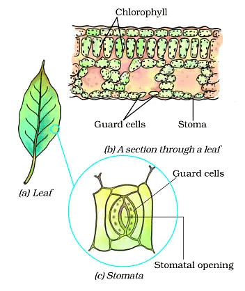 Function of Stomata