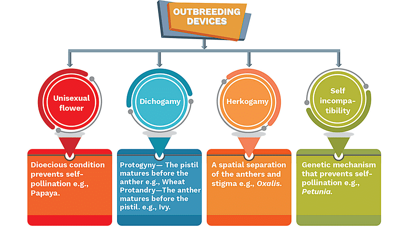 Pollination and Outbreeding Devices | Biology Class 12 - NEET