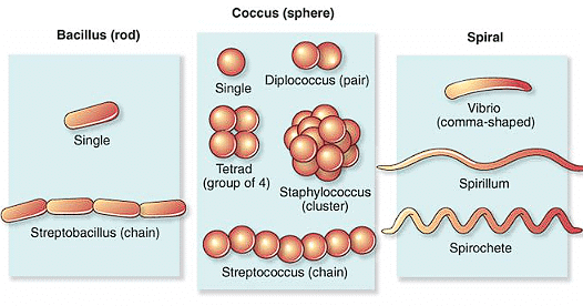 Shapes of cells