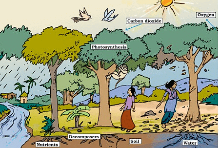 Forests - Our Lifeline Class 7 Notes Science Chapter 12