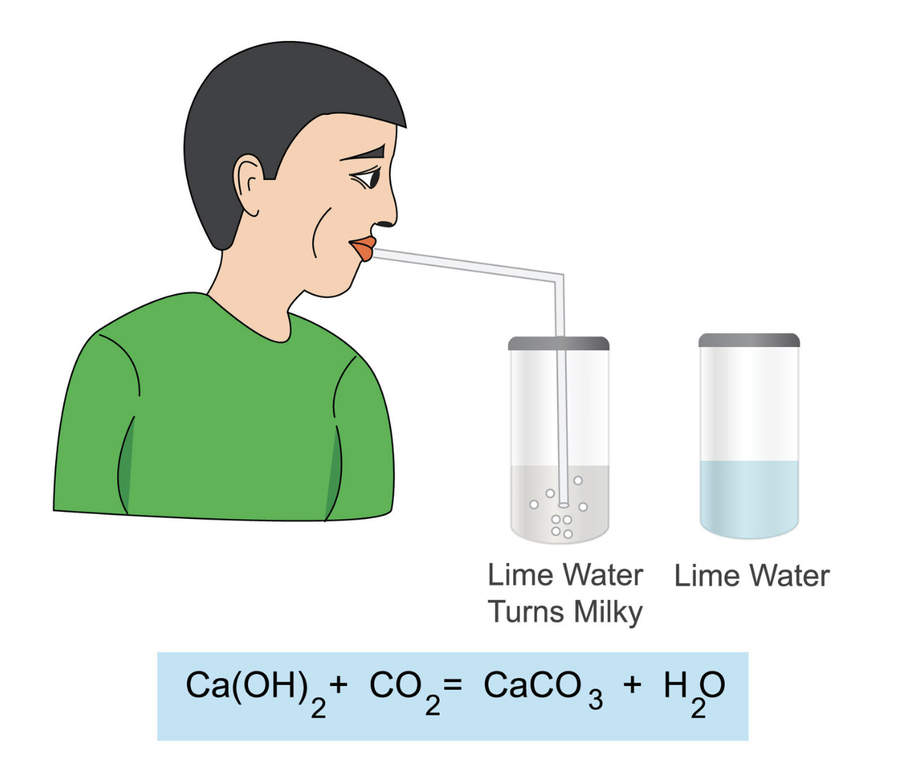 Respiration in Organisms Class 7 Notes Science Chapter 6