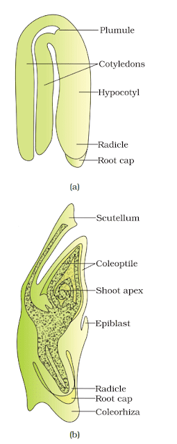Sexual Reproduction in Flowering Plants Chapter Notes | Biology Class 12 - NEET