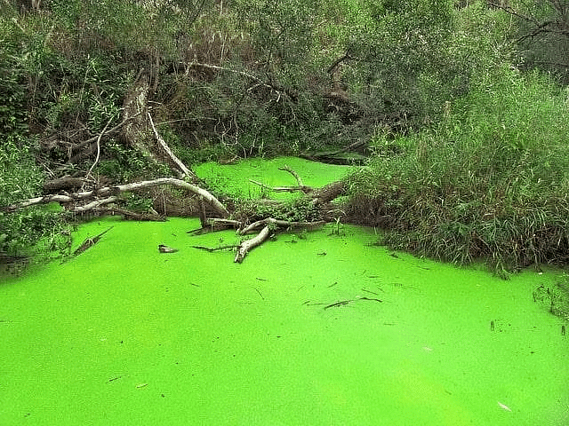 Algal Bloom