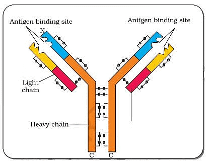 NCERT Exemplar: Human Health & Diseases | Biology Class 12 - NEET