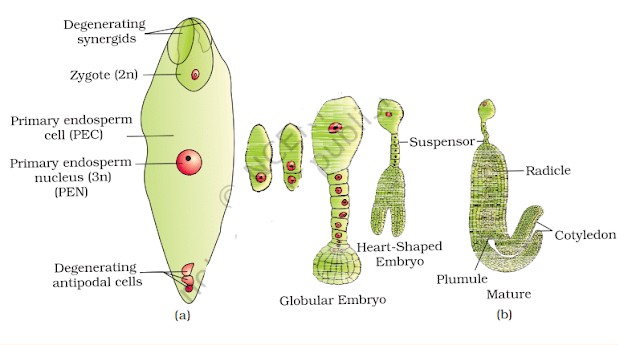 Sexual Reproduction in Flowering Plants Chapter Notes | Biology Class 12 - NEET