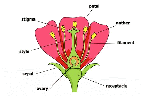 Class 7 Science Chapter 8 Question Answers - Reproduction in Plants