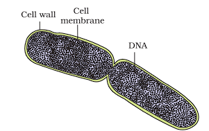 A Dividing Bacterium