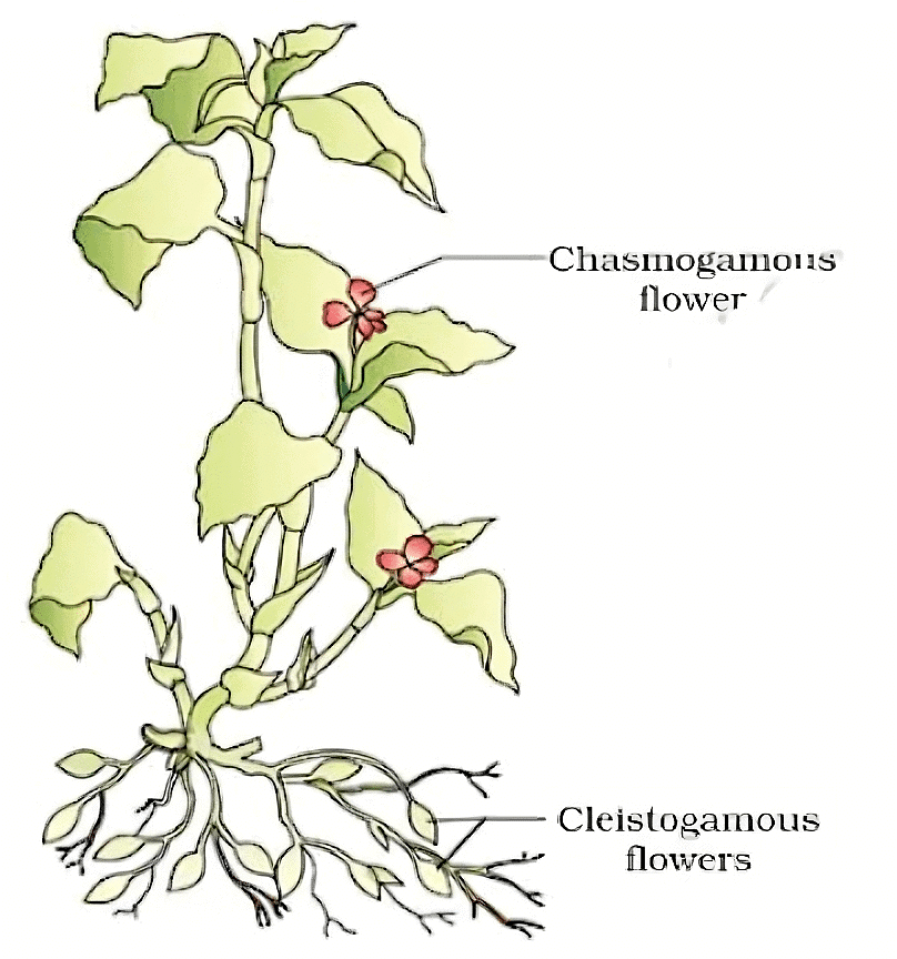 Pollination and Outbreeding Devices | Biology Class 12 - NEET
