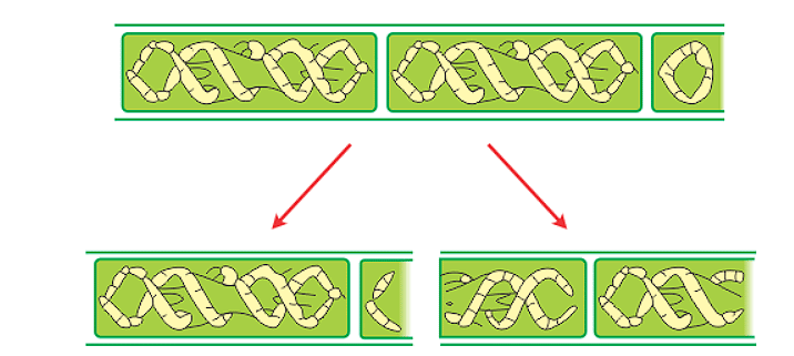 Reproduction in Plants Class 7 Notes Science Chapter 8