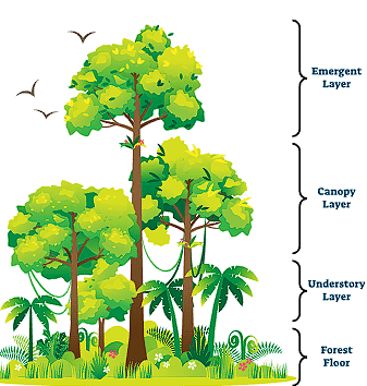 Forests - Our Lifeline Class 7 Notes Science Chapter 12