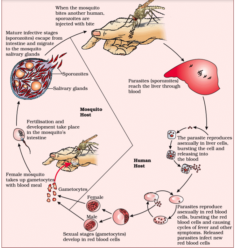 Stages of Life Cycle of Plasmodium