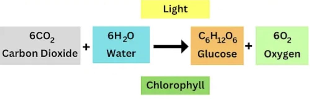 Nutrition in Plants Class 7 Notes Science Chapter 1