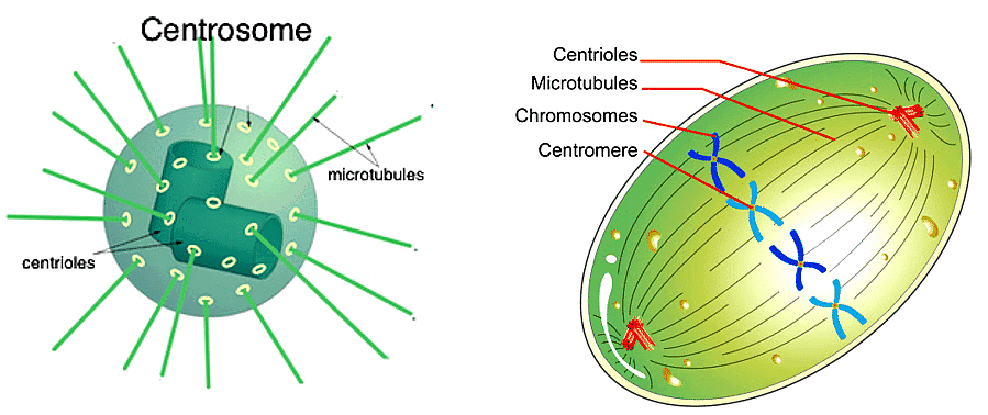 Cell - Notes, Biology | General Awareness - Bank Exams