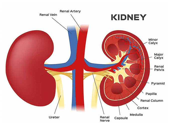 Excretion in Animals & Human Excretory System | Biology Class 11 - NEET