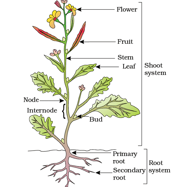 Parts of Plant 