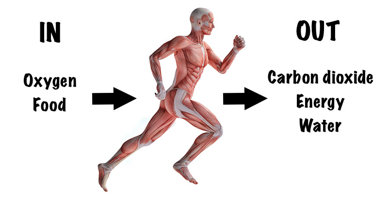During exercise, some muscles may respire anaerobically