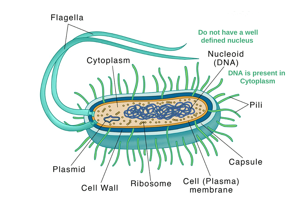 Prokaryotic Cell