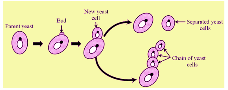 Reproduction in Plants Class 7 Notes Science Chapter 8