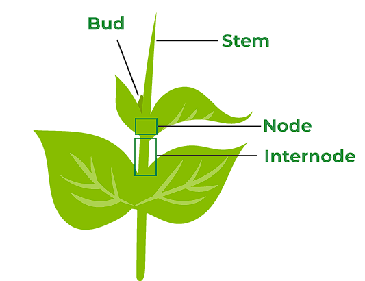 Structure of Stem