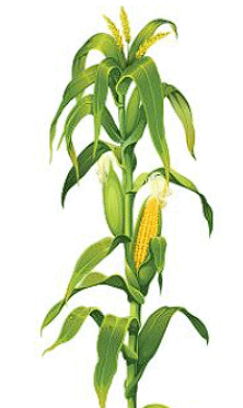 Corn Cob Tassels