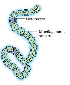Kingdom Monera: Archaebacteria & Eubacteria | Biology Class 11 - NEET