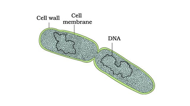 Important Diagrams NEET : Biological Classification | Biology Class 11