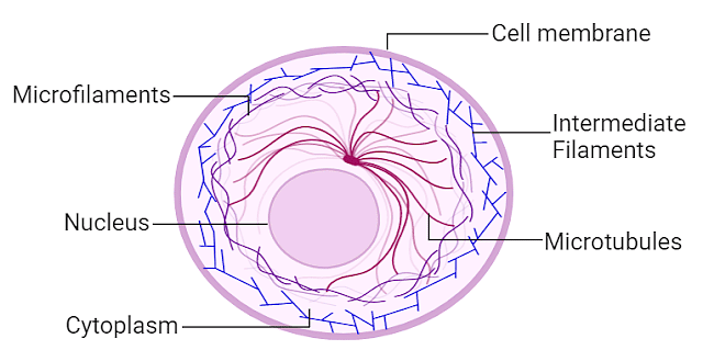 Cytoskeleton