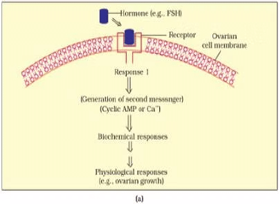 NCERT Exemplars: Chemical Coordination & Integration | Biology Class 11 - NEET