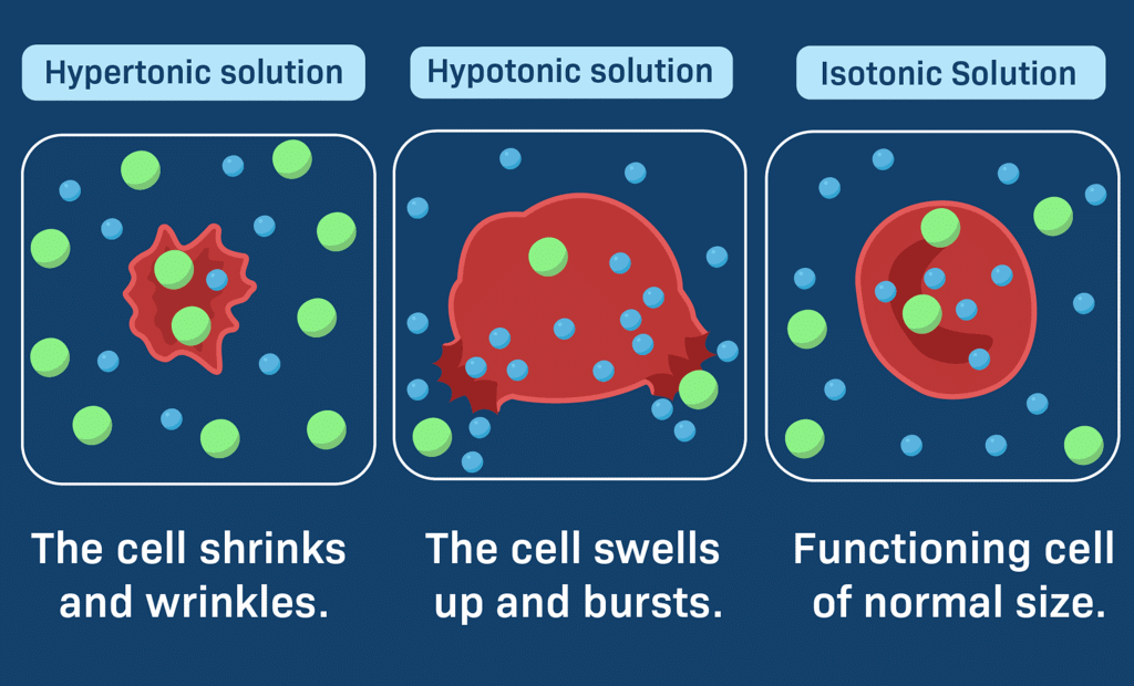 The Fundamental Unit of Life Class 9 Notes Science Chapter 5