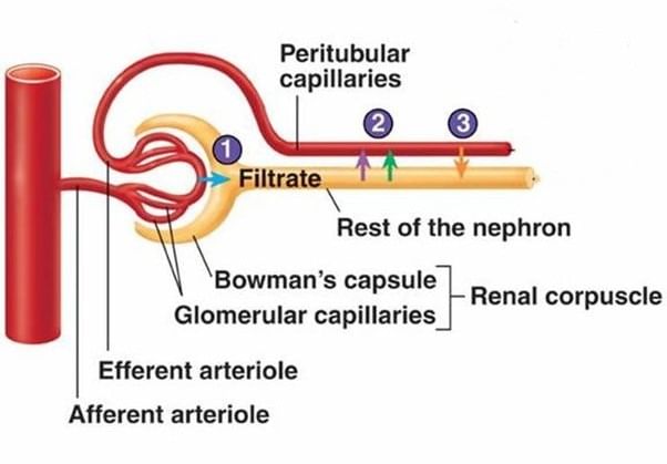 Excretion in Animals & Human Excretory System | Biology Class 11 - NEET