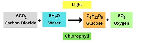 Short Notes: Nutrition in plants | Biology Class 6 ICSE