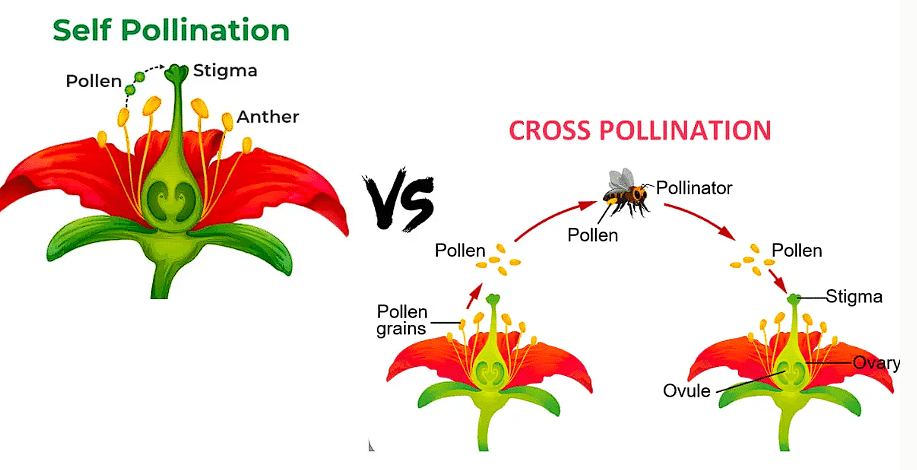 Class 7 Science Chapter 8 Question Answers - Reproduction in Plants