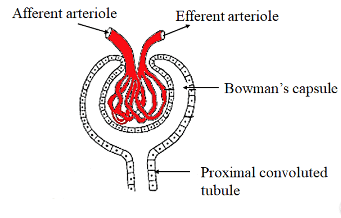 Excretion in Animals & Human Excretory System | Biology Class 11 - NEET